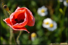 DSC_0093