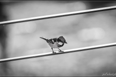 DSC_0037-2
