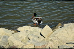 DSC_0053