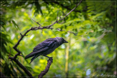 DSC_0223-1